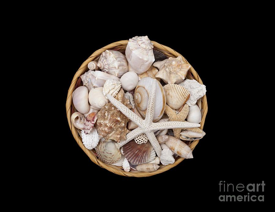 Basket Of Shells Photograph by Diane Macdonald