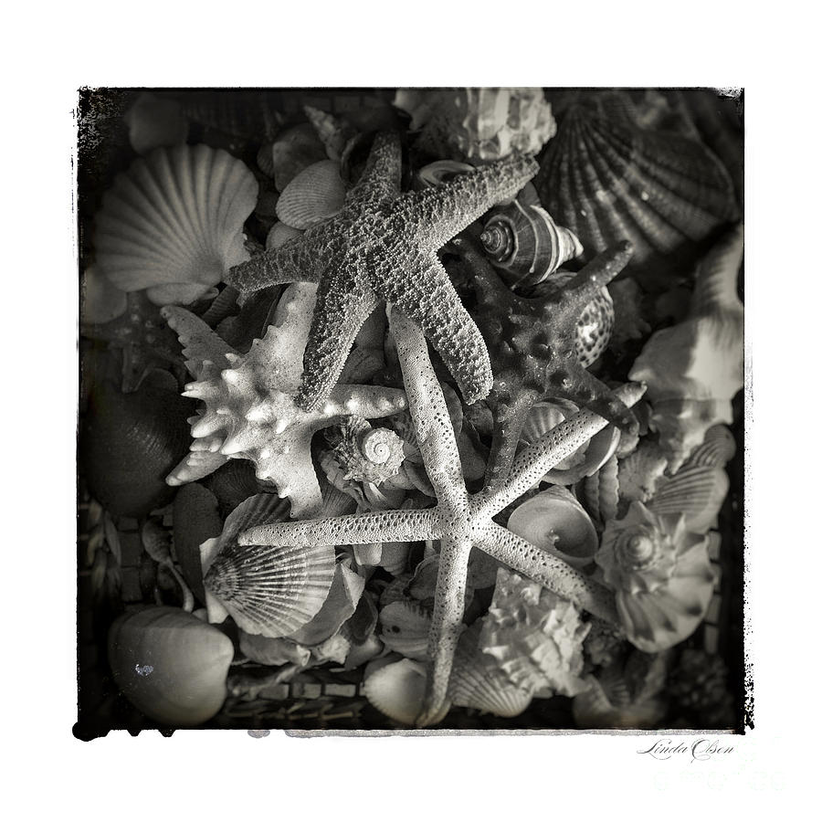 Basket of shells Photograph by Linda Olsen
