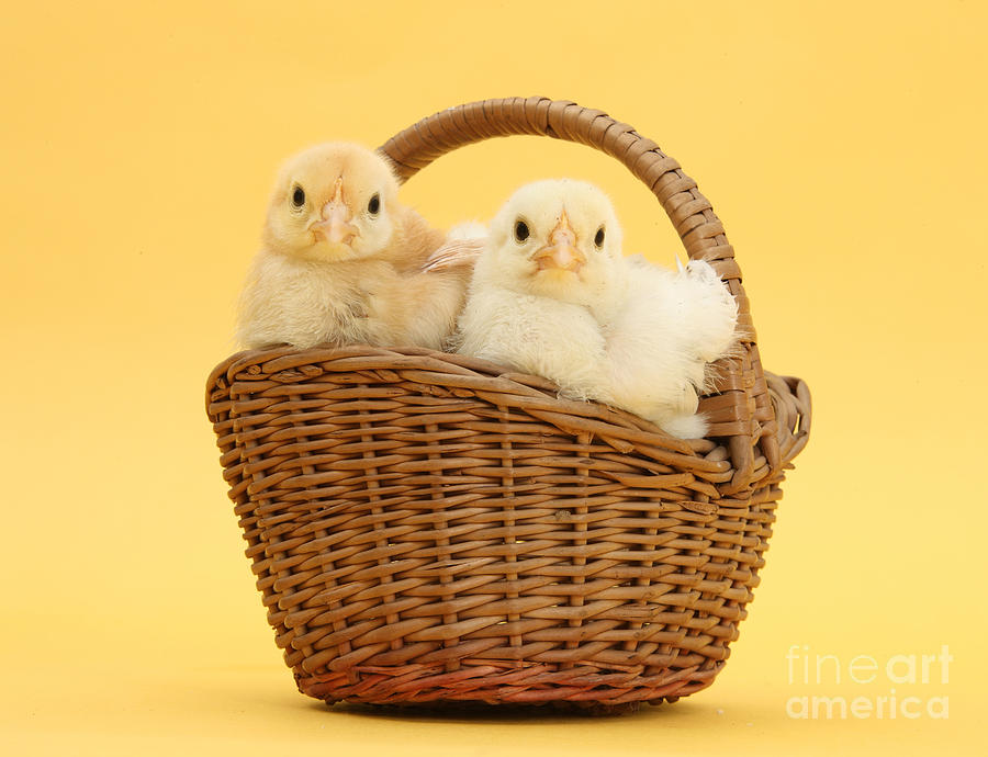 Basket of Yellow Chicks Photograph by Warren Photographic