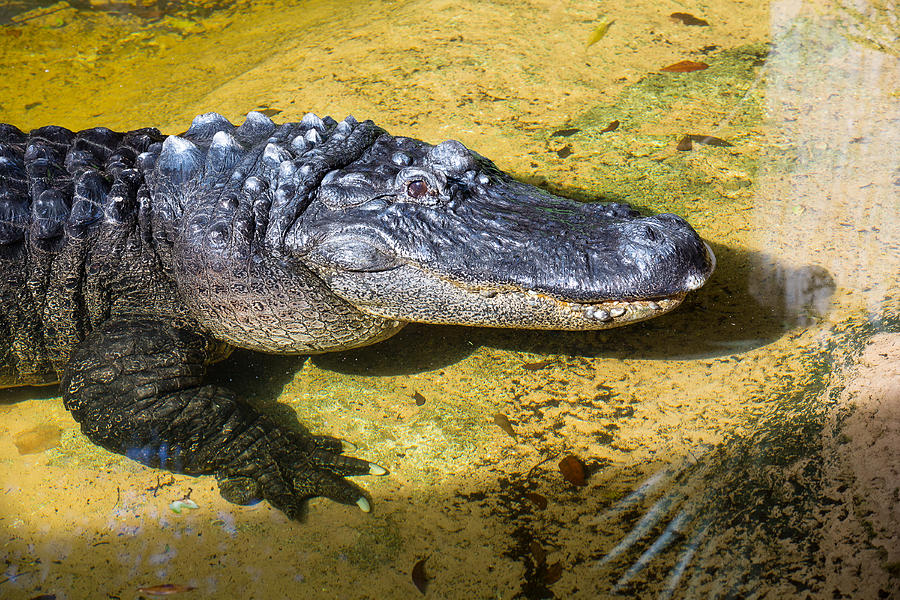 Basking Alligator Photograph by Allan Morrison