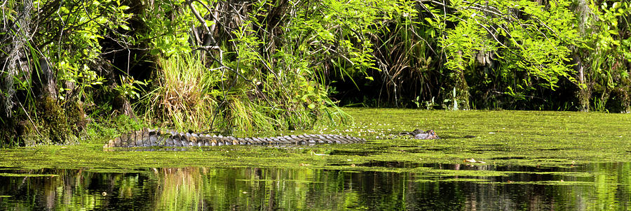 Basking Alligator Photograph by Travis Rogers