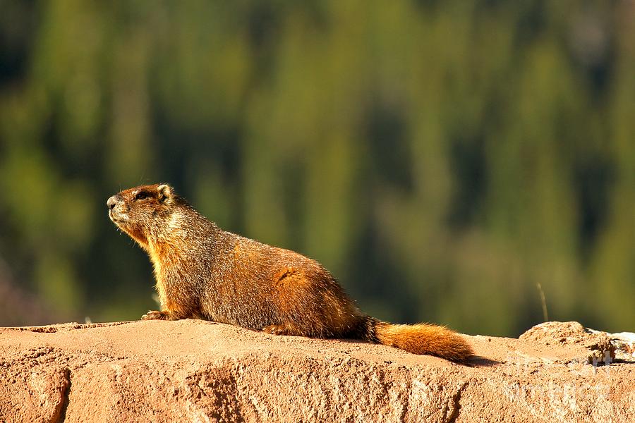 Basking In The Summer Sun Photograph by Adam Jewell