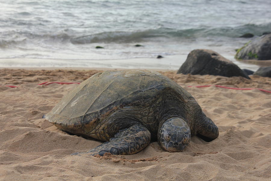 Basking on the beach Photograph by Janet Bembridge - Fine Art America