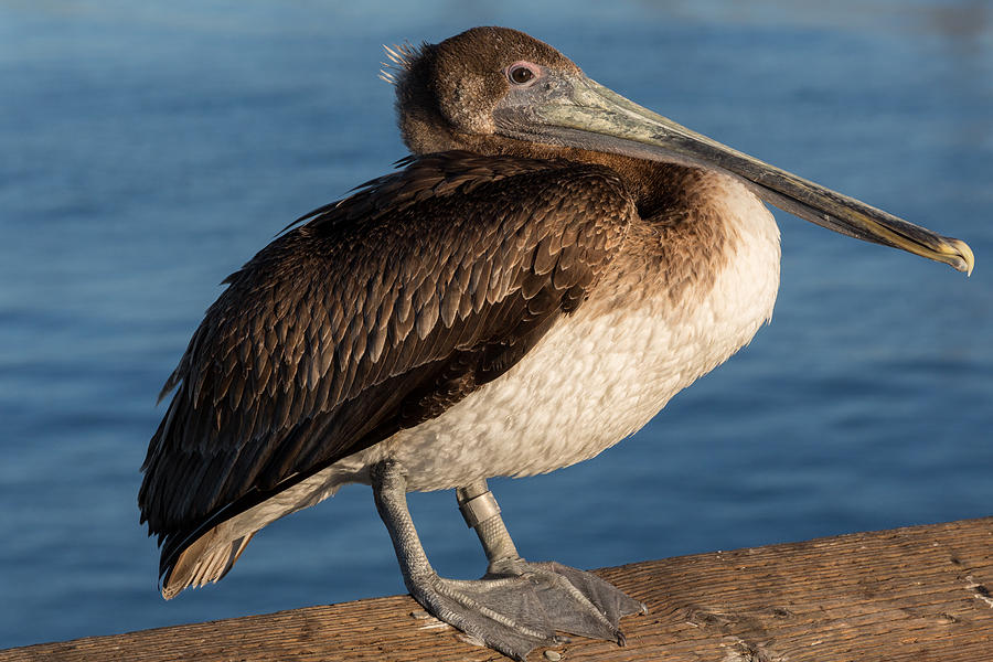 Basking Pelican Photograph