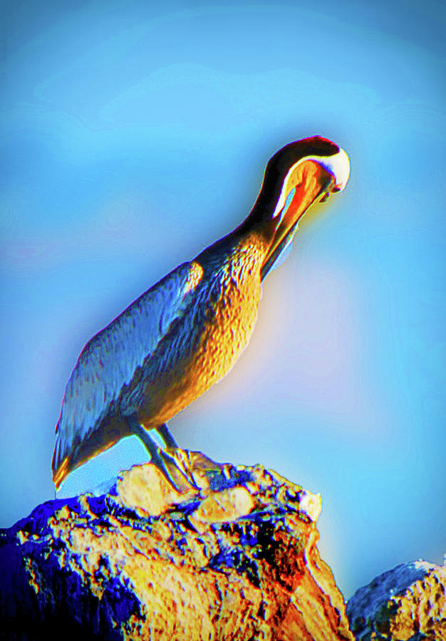Basking Pelican Photograph by Joseph Hollingsworth