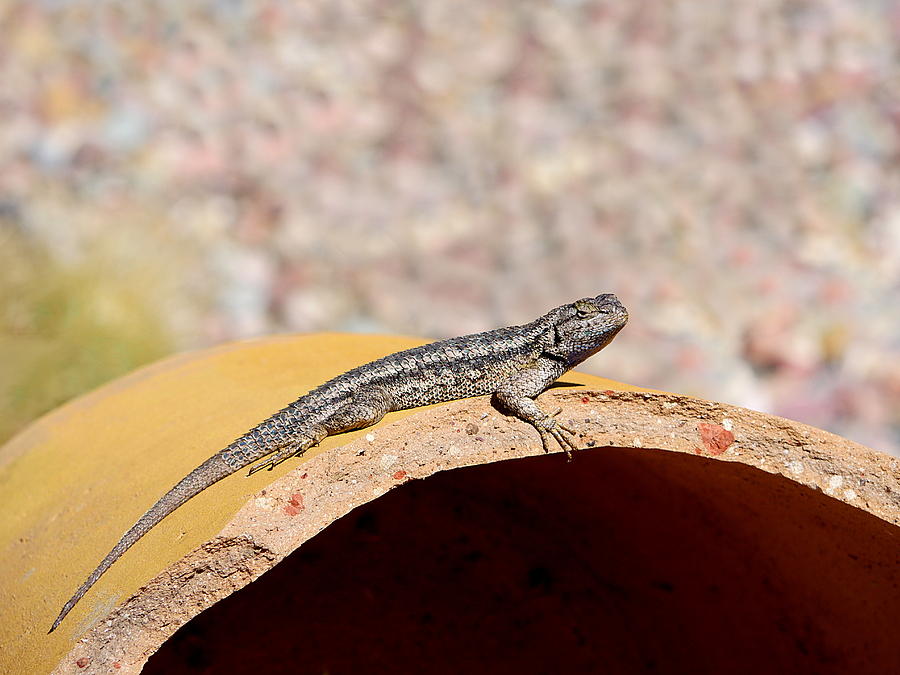 Reptile Photograph - Basking by Richard Reeve