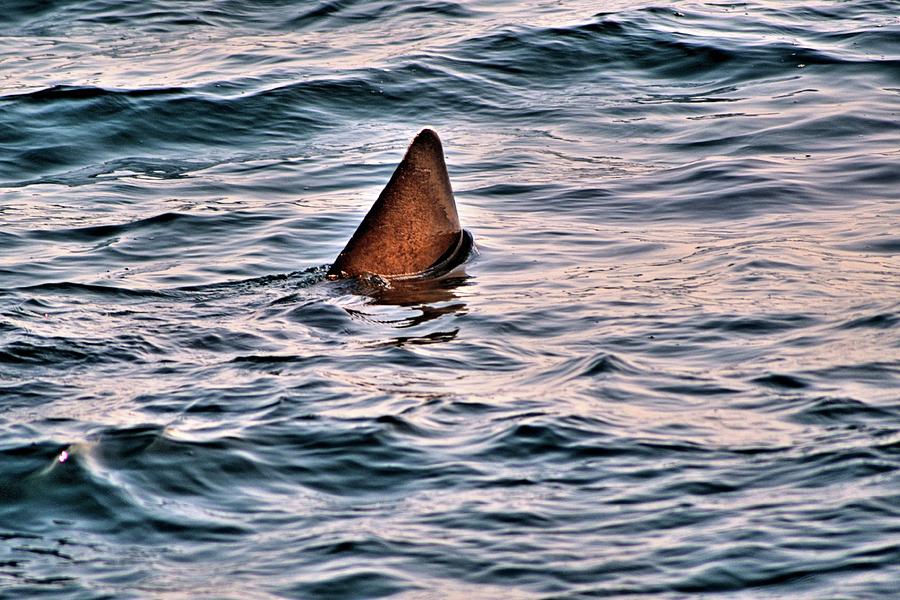 Acadia National Park Photograph - Basking Shark in July by James Potts