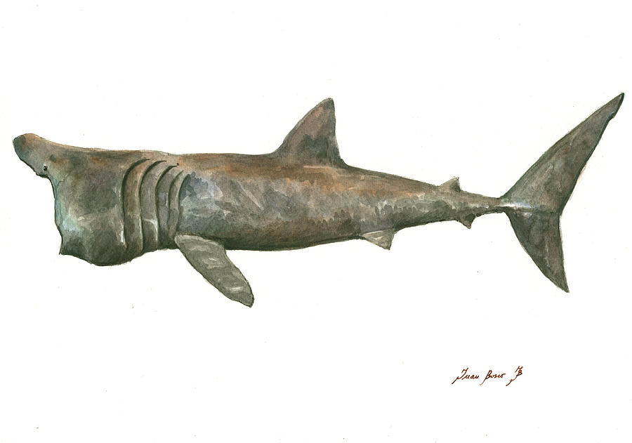 Sharks Painting - Basking shark by Juan Bosco