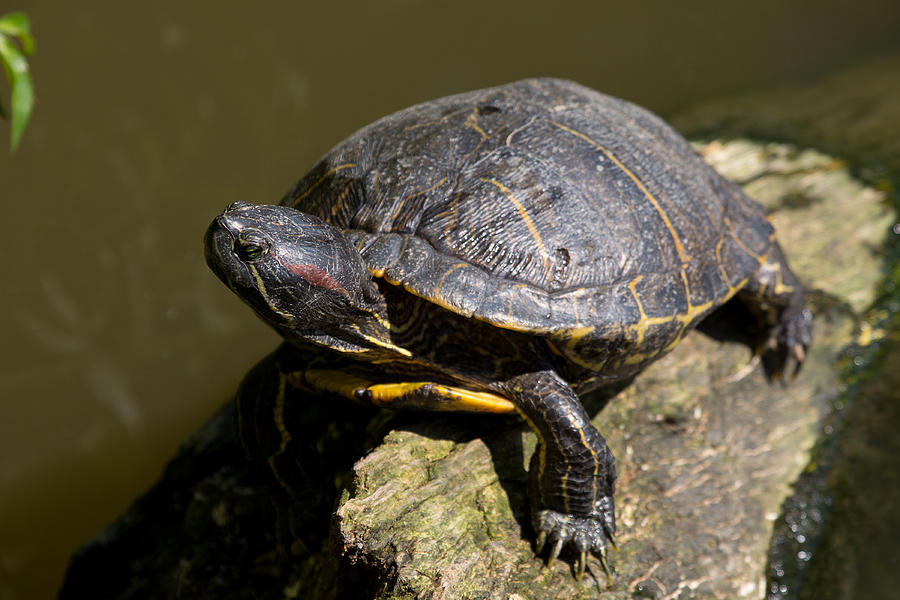 Basking Turtle Photograph by Allan Morrison