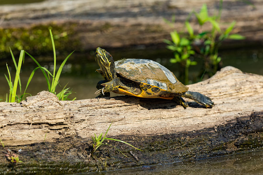 Basking turtle Photograph by Cindy Archbell