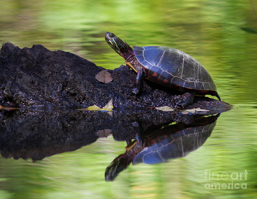 Basking Turtle Photograph by Douglas Stucky