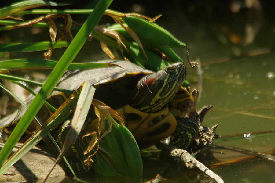 Basking turtle Photograph by Jeff Swan - Pixels