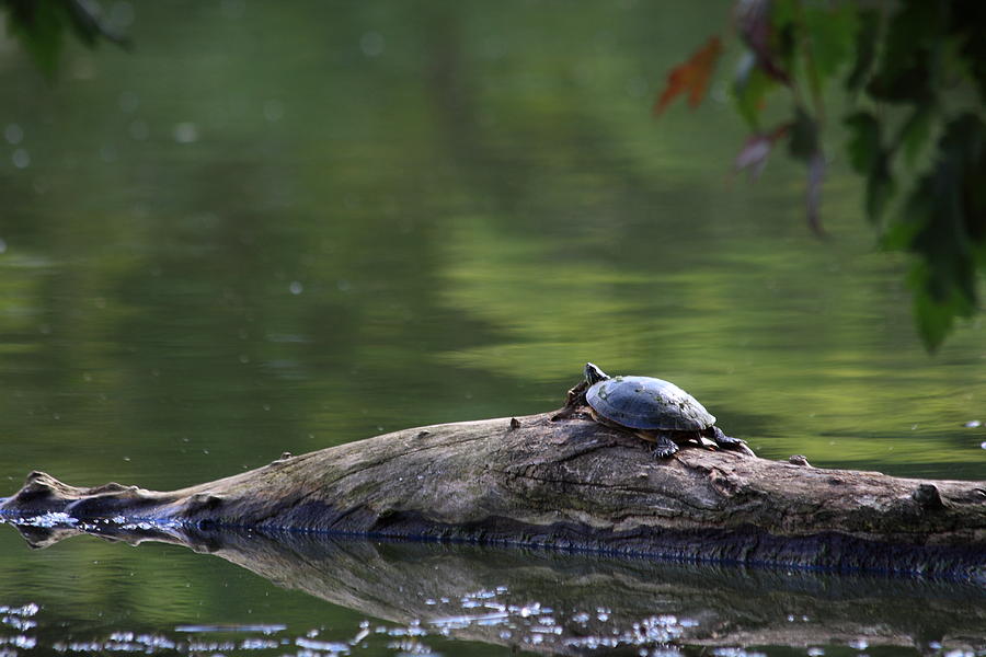 Basking Turtle Photograph by Lyle Hatch