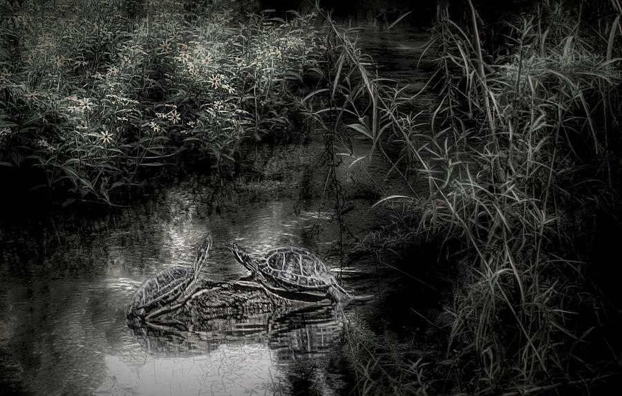 Basking Turtles Photograph by Joseph Hollingsworth