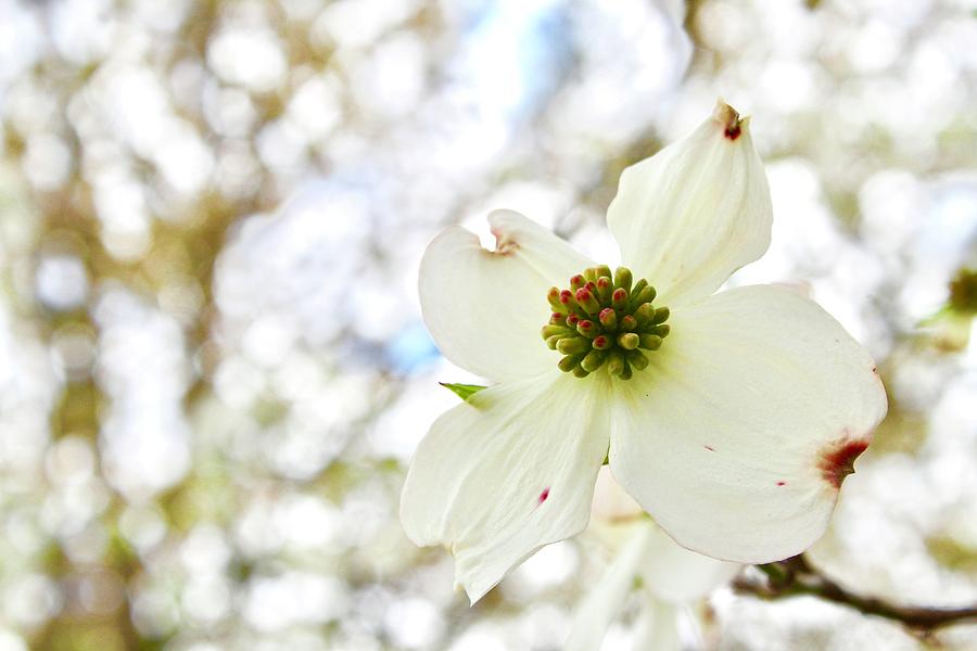 Basking White Dogwood Bloom Photograph by M E