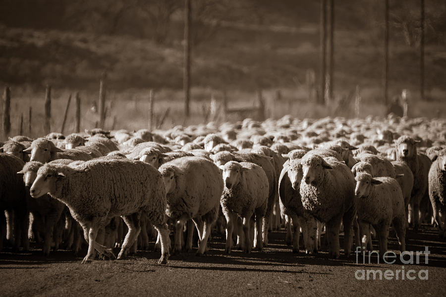 Basque Sheepherding Photograph by Janice Pariza