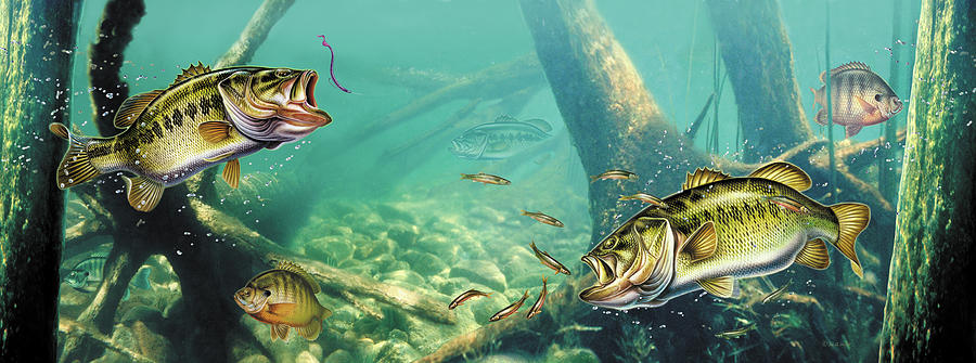 Bass Under Water Lake Scene 8 x 10 Art Print 