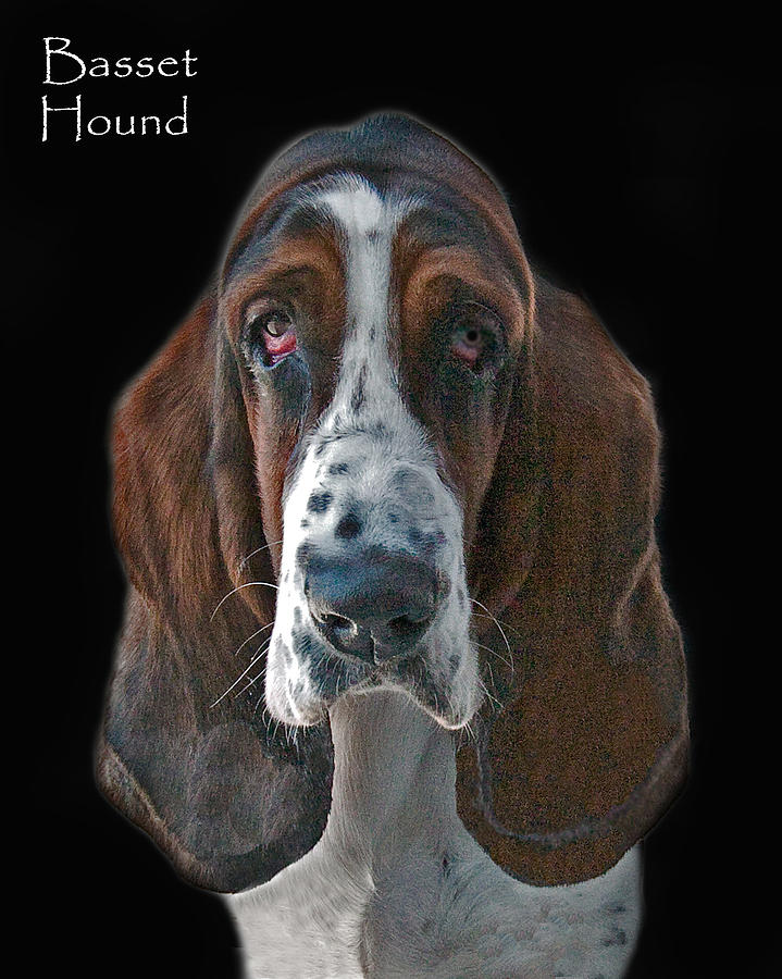 Basset Hound Photograph by Larry Linton