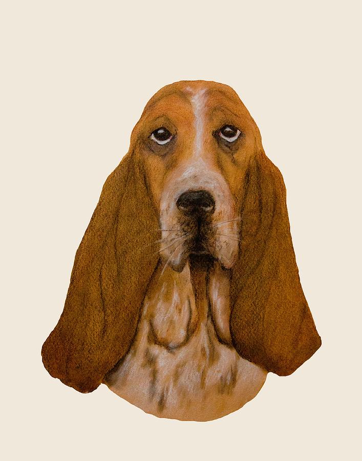 Basset Hound Portrait Drawing by John Stuart Webbstock