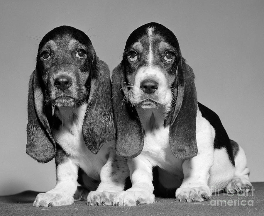 Basset Hound Puppies, C.1960s Photograph by D. Corson/ClassicStock