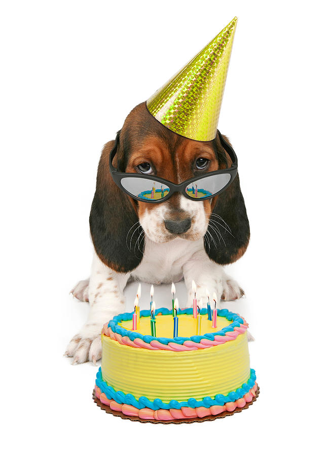Cake Photograph - Basset Hound Puppy Wearing Sunglasses  by Good Focused