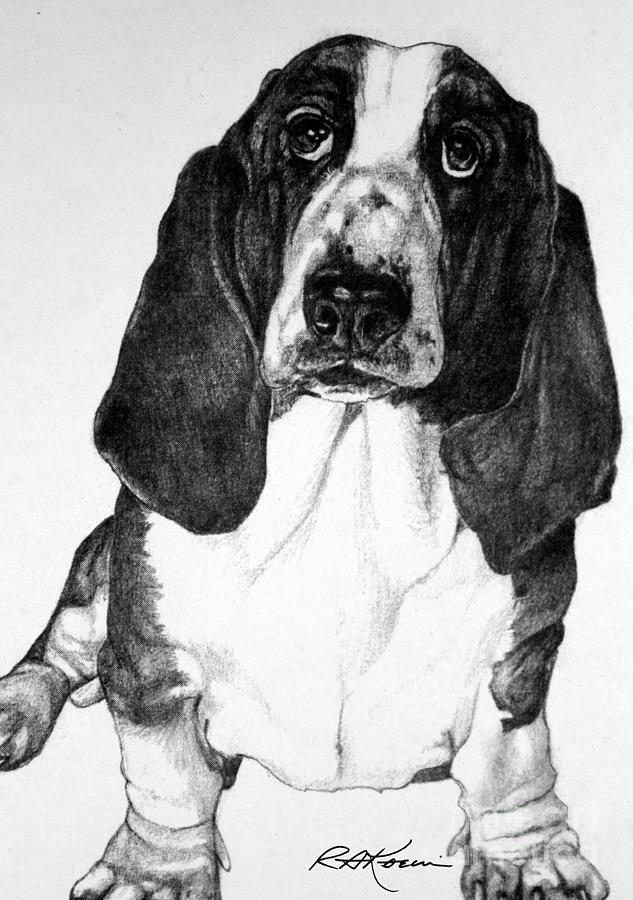 Basset Hound Drawing by Roy Anthony Kaelin