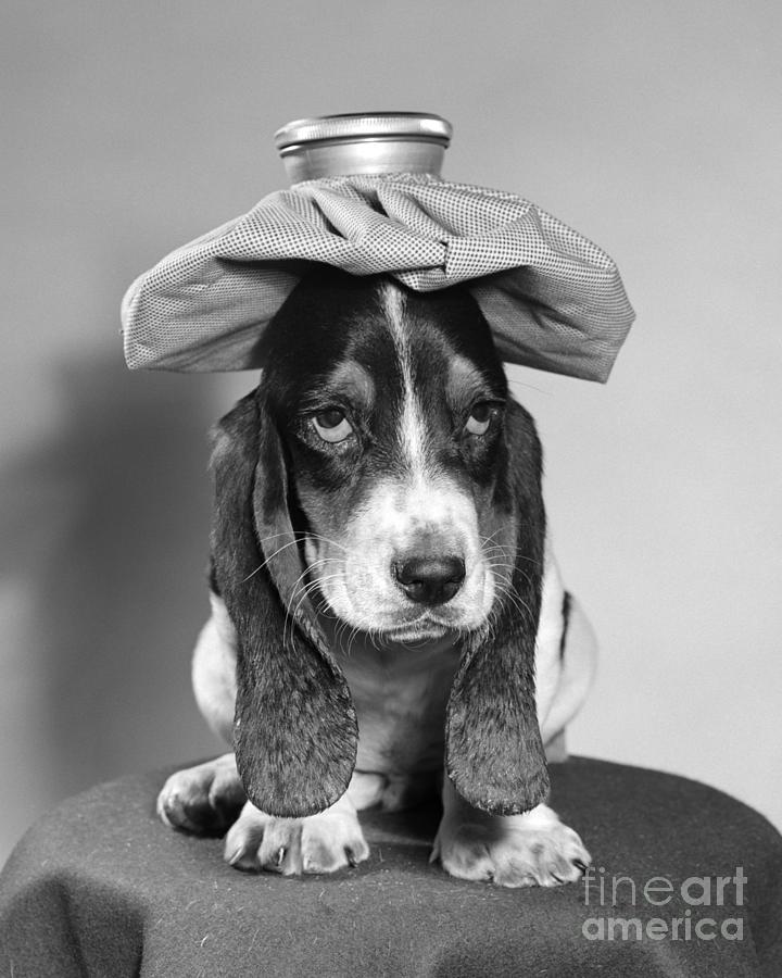 Basset Hound With Ice Pack Photograph by D Corson ClassicStock