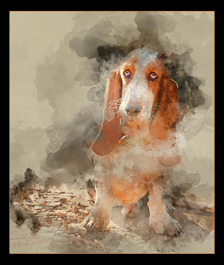 Basset Hound With Water Paint Effect Photograph