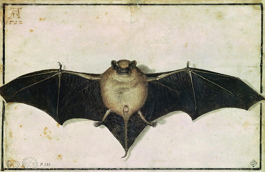 Halloween Painting - Bat by Albrecht Durer