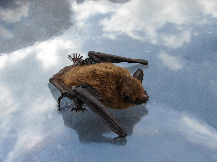 Bat Photograph by Carl Moore