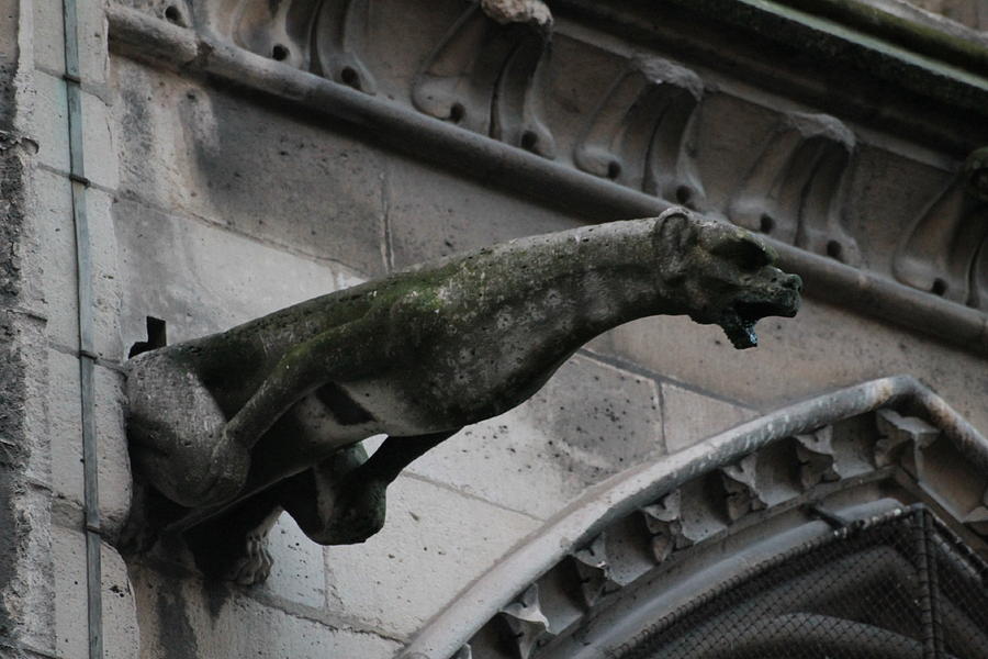Bat Eared Dog Gargoyle of Notre Dame Photograph by Christopher J Kirby