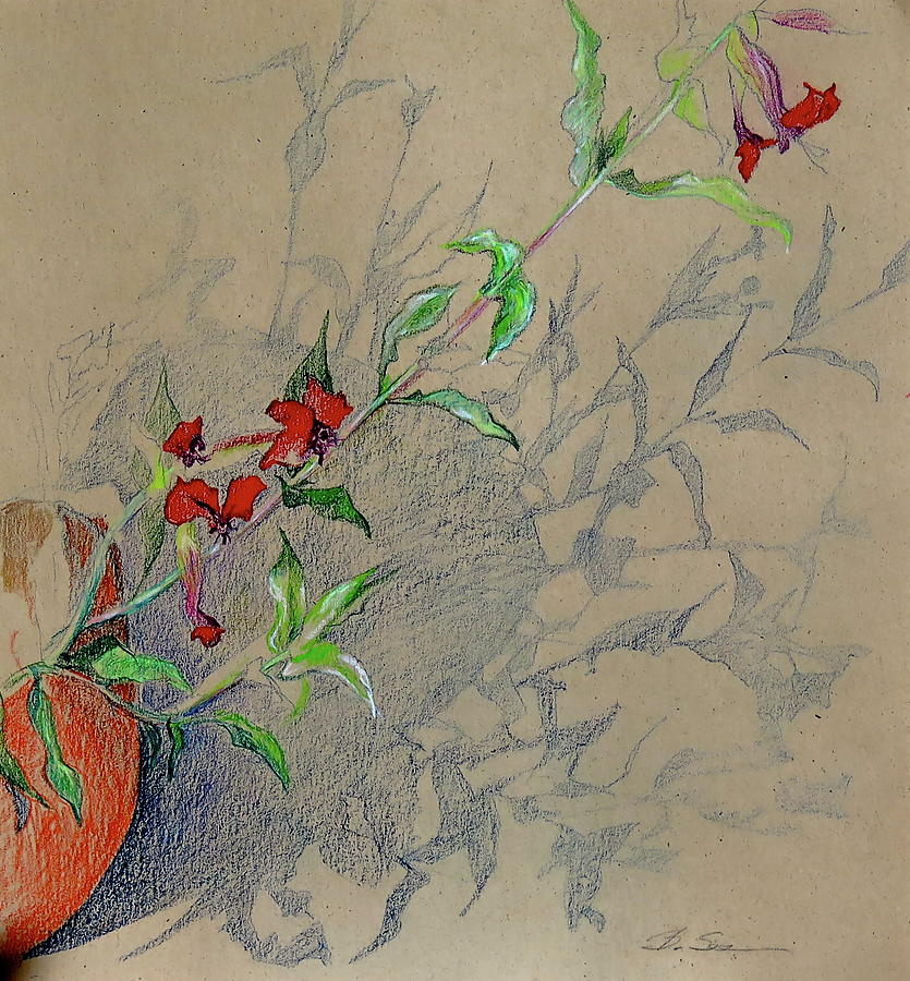 Flower Drawing - Bat-faced Cuphea Shadows by Bonnie See