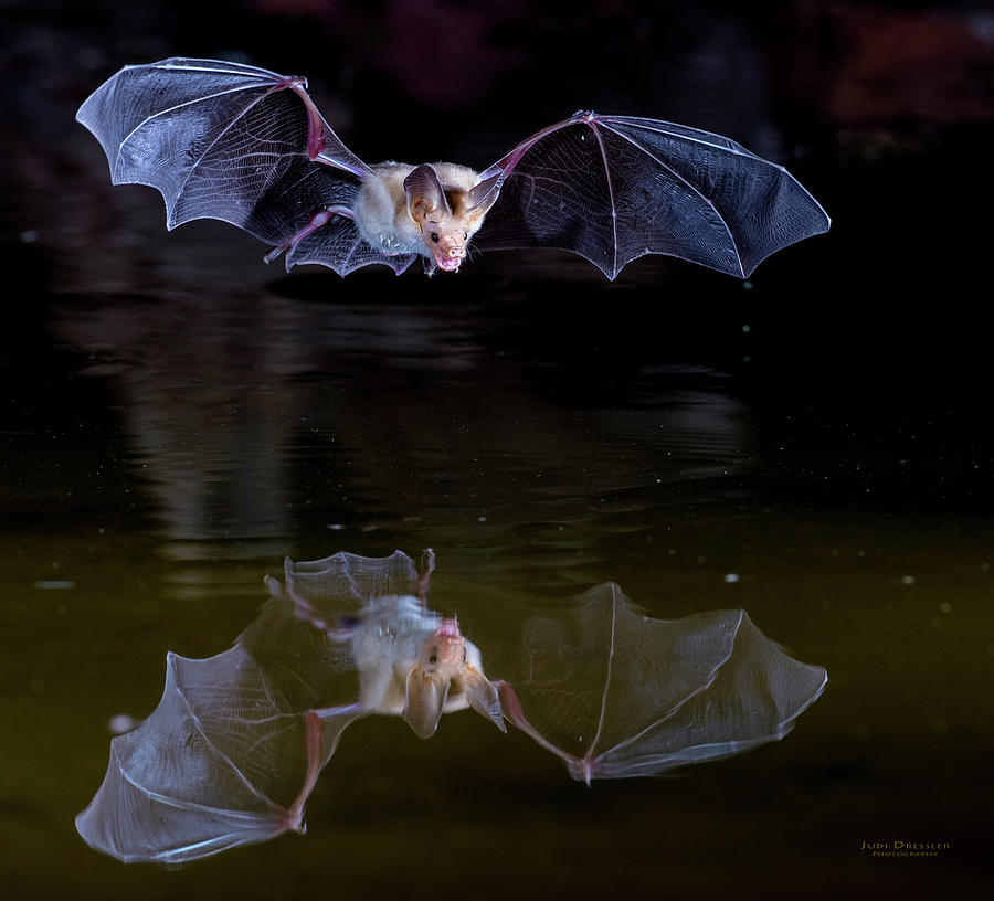 Bat Flying over Pond Photograph by Judi Dressler