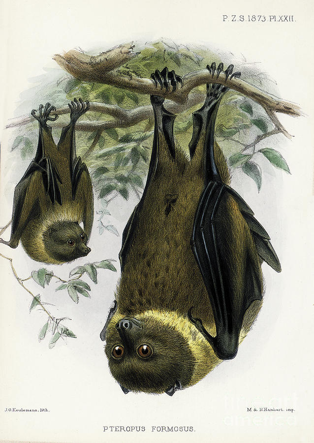 Bat Lithograph 1 Drawing by Garry McMichael