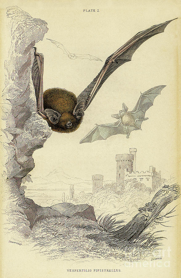 Bat Lithograph 4 Drawing by Garry McMichael
