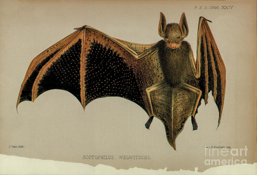 Bat Lithograph 5 Drawing by Garry McMichael