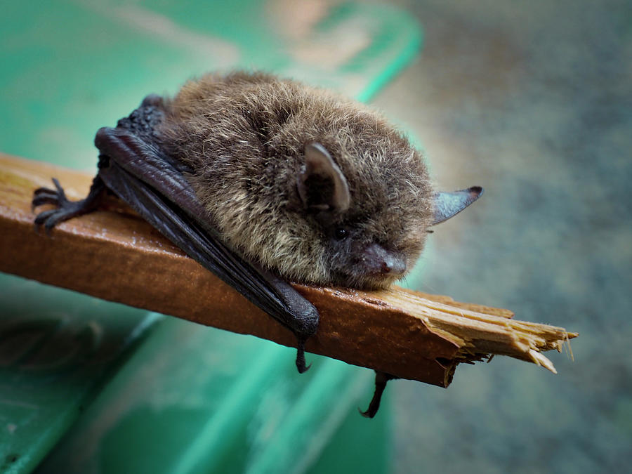 Bat Rehoused Photograph by Jean Noren
