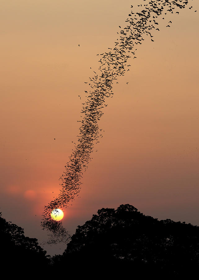 Sunset Photograph - Bat Swarm At Sunset by Jean De Spiegeleer