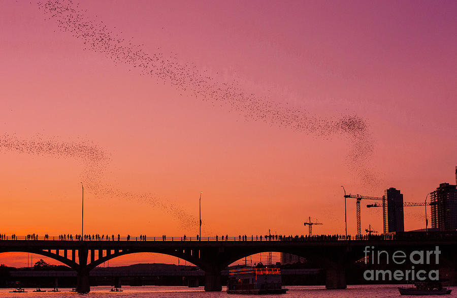 Bat watchers gather to watch Austins Bat population leave their roosts for the evening Photograph by Dan Herron