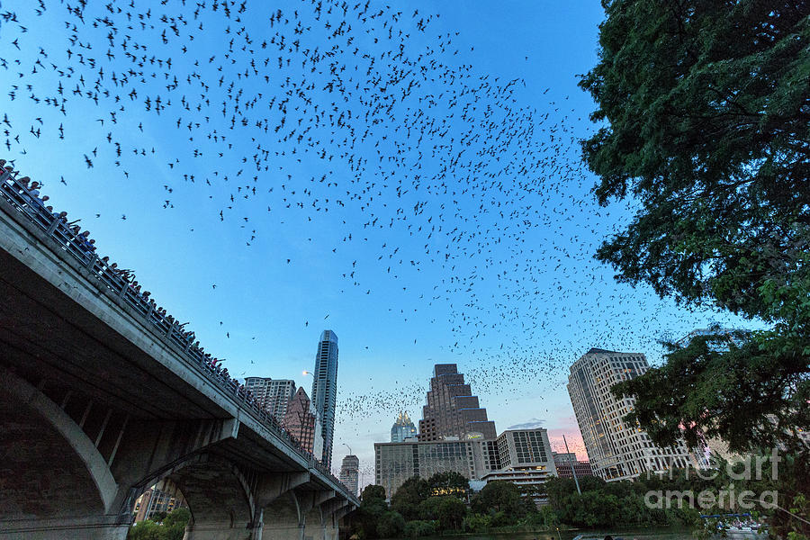 Bat watchers line Congress Bridge as the Austin skyline erupts with