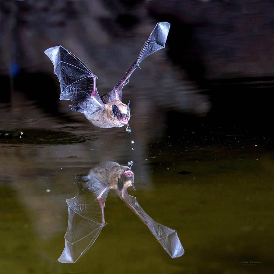 Bat with Reflection Photograph by Judi Dressler