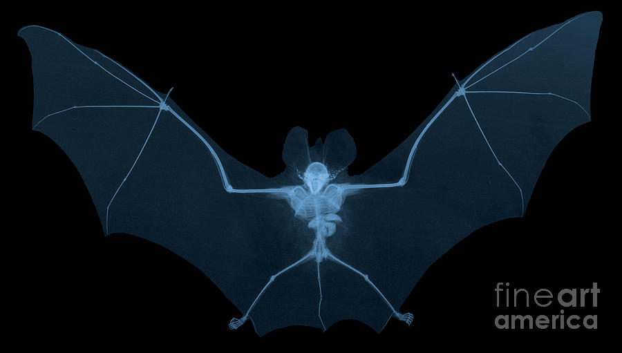 Bat, X-ray Photograph by Ted Kinsman