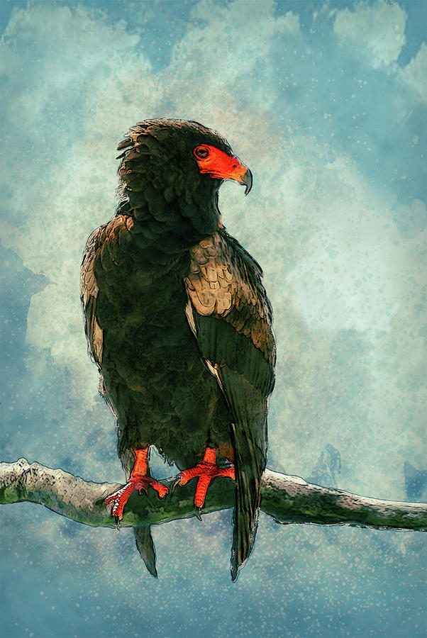 Bateleur Eagle Painting by Jack Zulli
