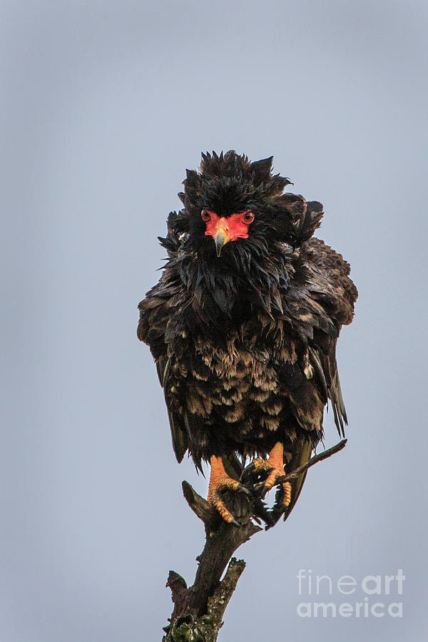 Bateleur Eagle Photograph by Jennifer Ludlum