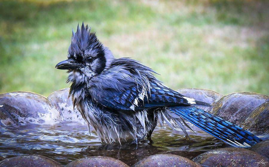 Blue Jay Photograph - Bath Night by Phil And Karen Rispin
