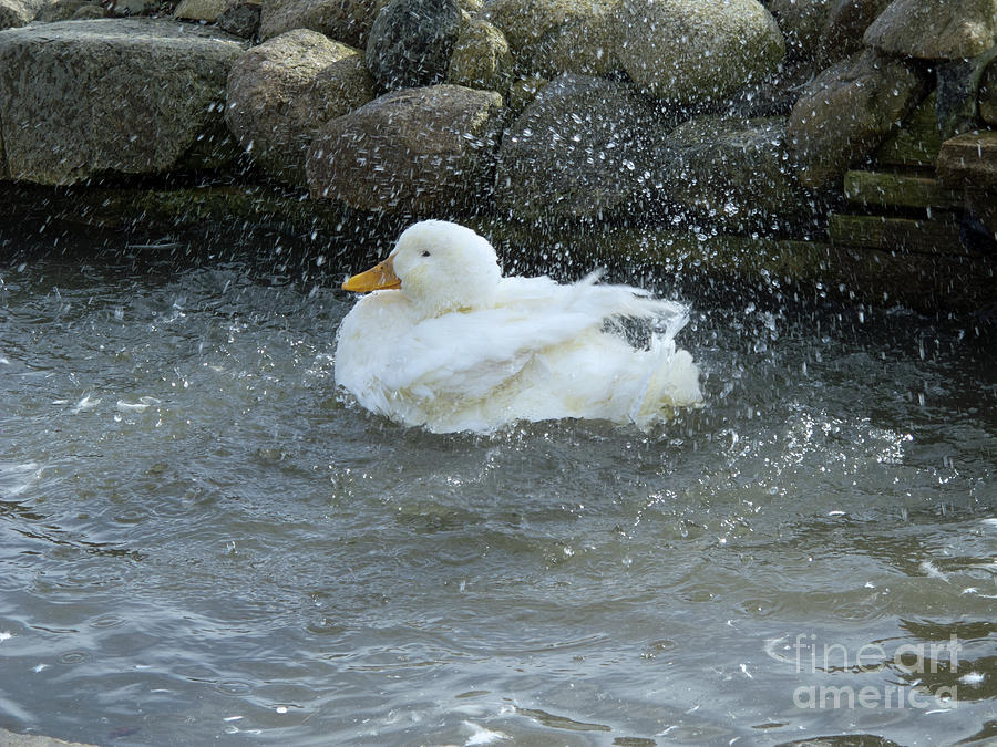 Duck Photograph - Bath Time by Ann Horn