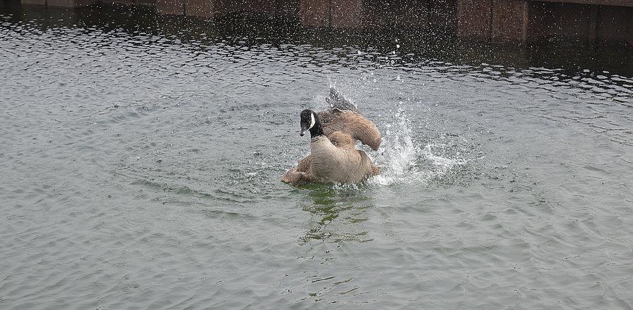 Bath Time For The Canada Goose  Digital Art by Lyle Crump