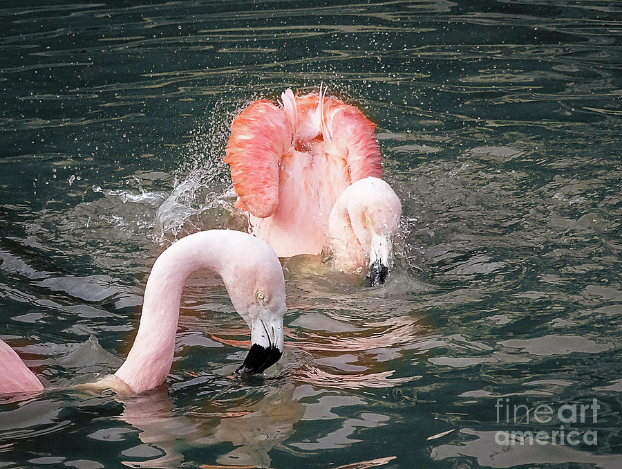 Bath Time For the Flamingos Photograph by Melissa Messick