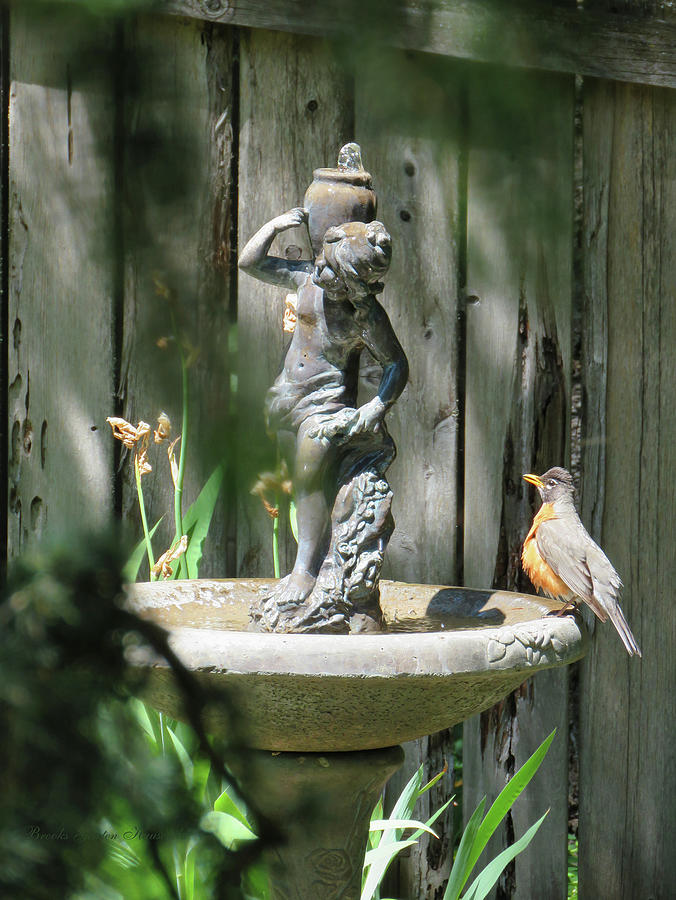 Bath Time - Images From the Garden - Robin Red Breast at the Bird Bath Photograph by Brooks Garten Hauschild
