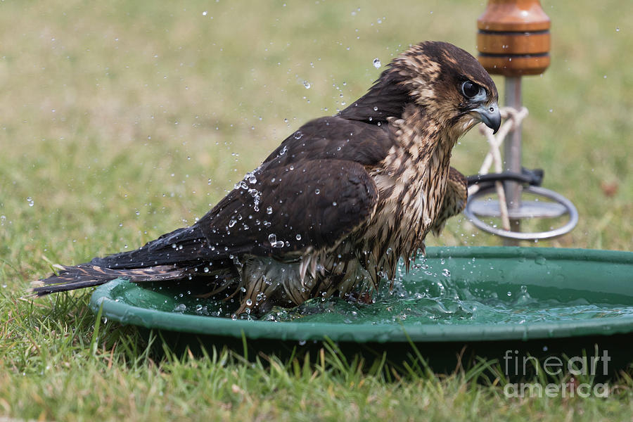 Hawk Photograph - Bath Time by Terri Waters